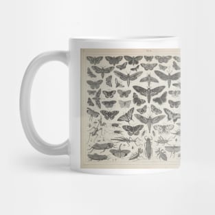 Moth / Insect Illustrated Guide - Vintage Illustration Mug